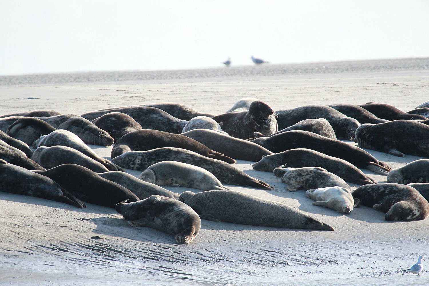 Phoques veaux-marins au repos sur un banc de sable
